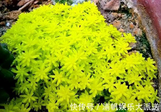 多肉“黄金万年草”,教你爆盆“小技巧”,30天长成“草坪”