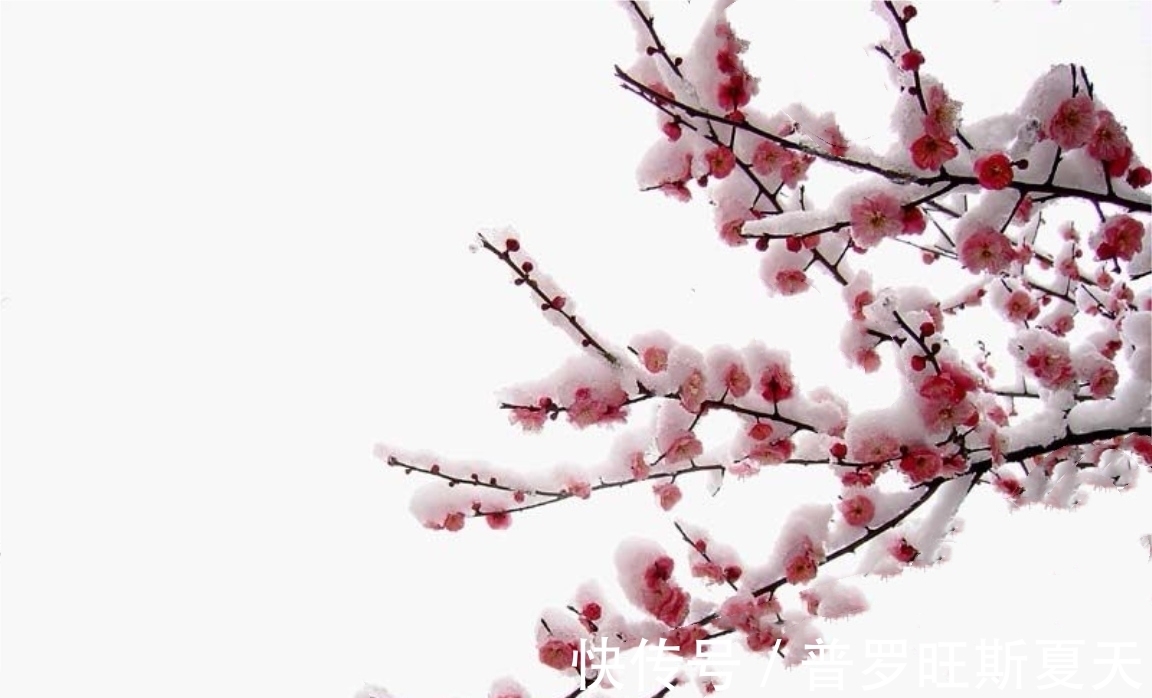微雪$人气很高的10首咏梅诗,第一首非常励志,最后一首风骨高坚