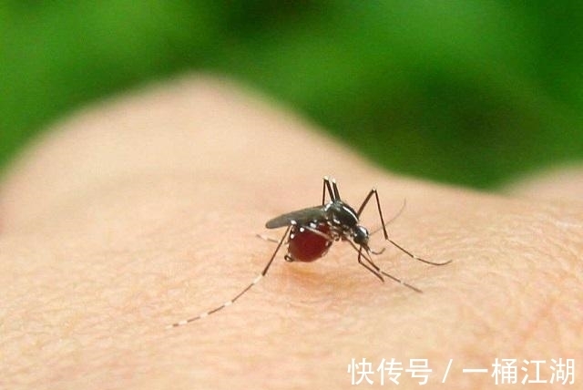 致命诱惑|蚊子的危害可致命！家有“招蚊宝宝”，试试这些驱蚊方法，很有效
