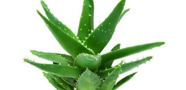 农村这种植物很常见,能清咽利喉、提高身体免疫力,你认识它吗?