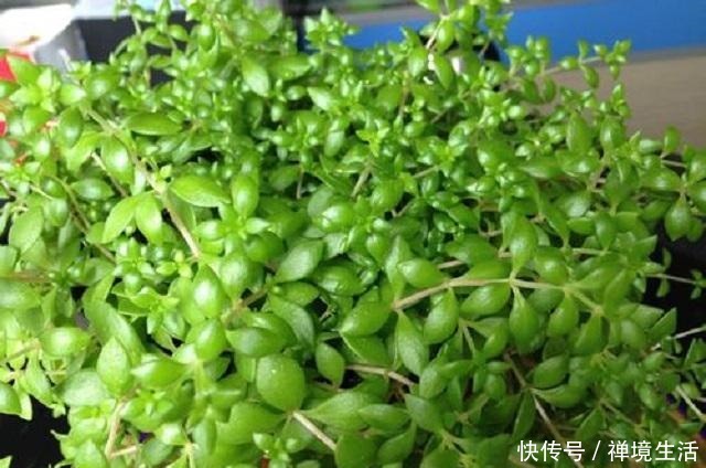 河边1野草,外形蓬松不受人喜,常被当成杂草去除,其实它是1宝!