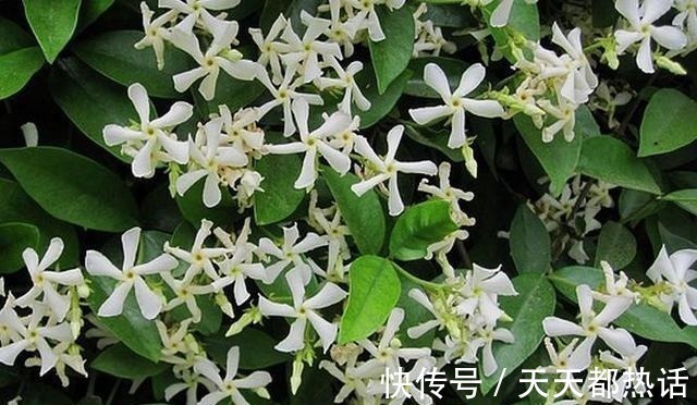 四棵树|此花俗称“不死花”, -25°冻不死, 一年花开230天, 比香水还香！