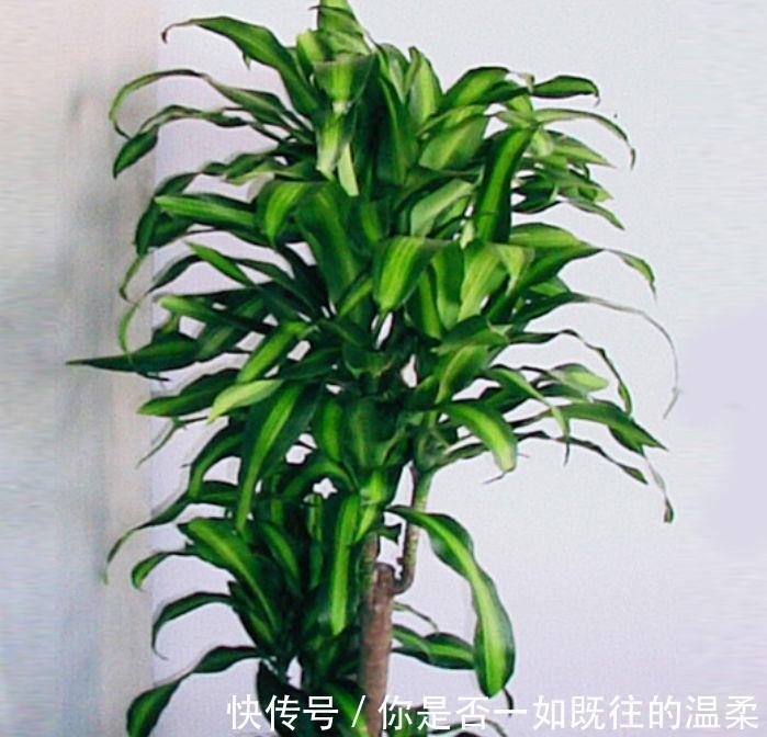 过氧化氮|3种花谁见了都喜欢,15元就能买两盆,而且好养又漂亮