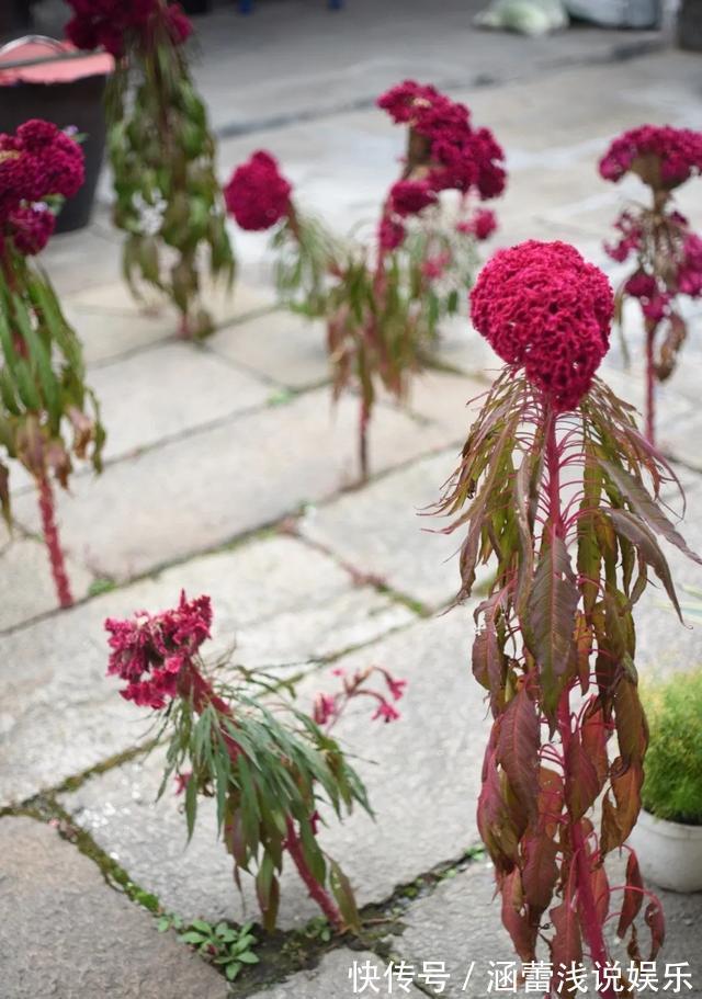 花盆|真正的花坚强，墙缝、地缝都能长，开花特别旺！