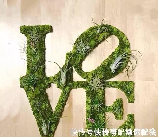 啤酒!他用酸奶、啤酒、苔藓把动物养在墙上,14天后的画面让人惊讶