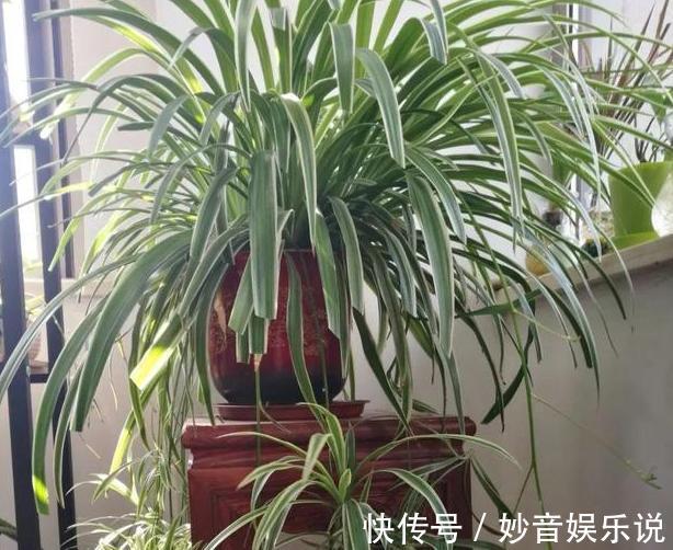 养花不用买肥料,4种''生活垃圾''一处理,盆栽开花又大又漂亮