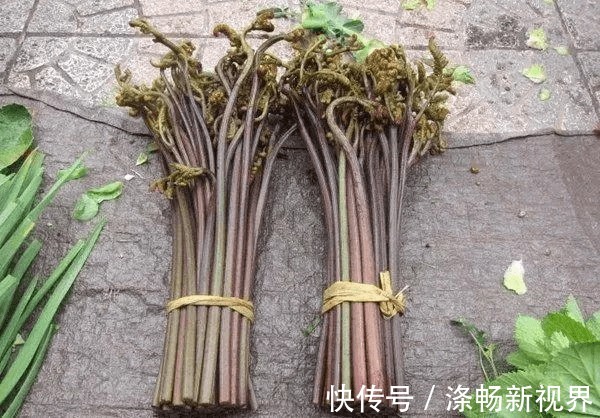 农村6种难得野味，好吃但是难找，全吃过的人不多，你吃过几种