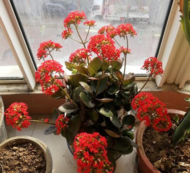 方便袋不要扔,套到盆栽上,可让植物叶子绿得冒油、多开花