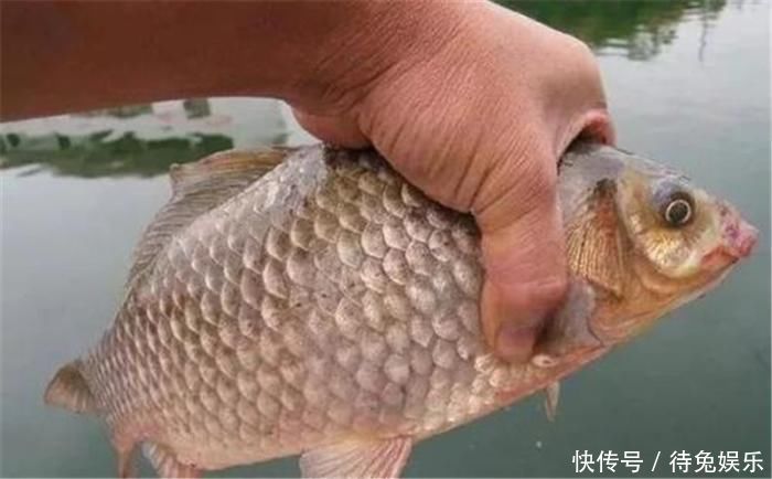 日本“假鲫鱼”入侵我国,比真鲫鱼还受欢迎,钓友一次钓一桶