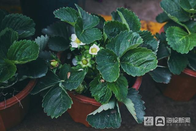 年宵花市场开始备货蝴蝶兰仙客来20-50元盆受市民青睐