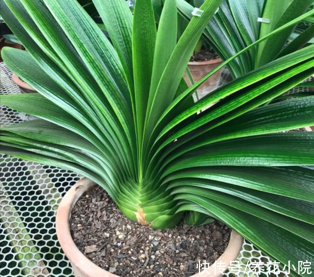 秋天为君子兰施肥，要注意4个细节，防止出现烧根黄叶