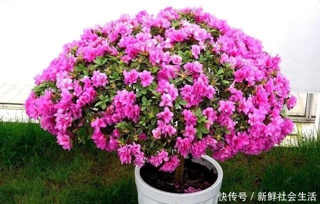 花石榴|4种花,不怕炎热不怕“寒冷”,真的好养又漂亮,谁都能养爆盆!
