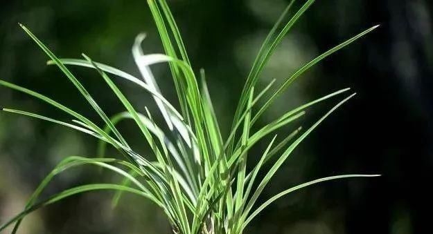 养好兰花的口诀，书本上学不到的经验，喜欢就收藏吧