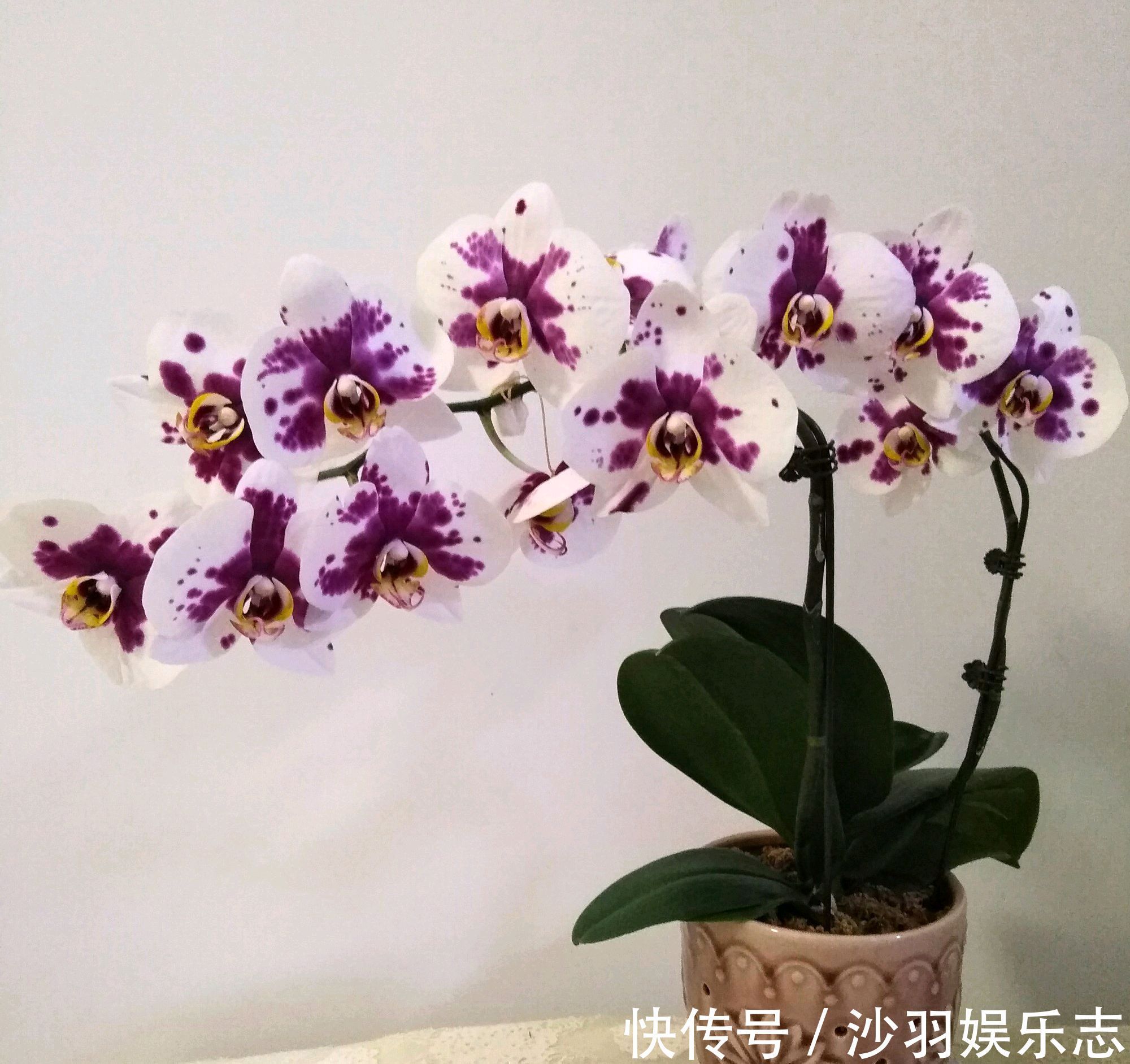花盆|根系爆盆的蝴蝶兰需要换大盆吗蝴蝶兰就喜欢挤,越挤根旺花爆盆