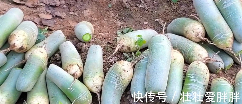 萝卜馅包子好吃，调馅有诀窍，教你饭店秘制配方，鲜香味美，真鲜！