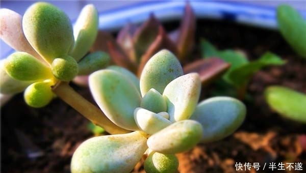 繁殖妙招:砍头!让你的多肉一株变两株