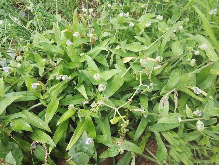 笔者|农村这种野草，被称作“癌草”，价值很珍贵，用来炖豆腐是一绝