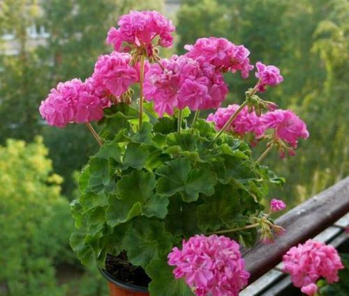 此花象征着美好爱情的开始，幸福就在身边