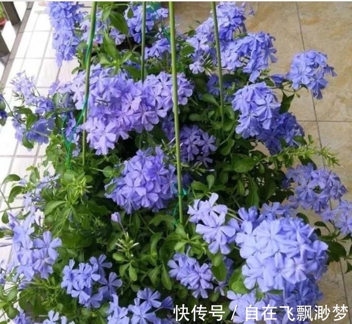 “4种花”懒人、新手都能养的好，一言不合就爆盆，你一定喜欢