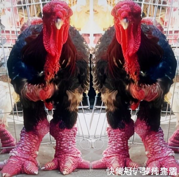 曾是王室贡品,鸡腿如手腕粗细,一对鸡腿一千多,吃货:下不了嘴