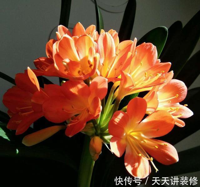 爆盆|户外捡3种东西,养花肥沃、透气,1-2年不施肥,花卉轻松爆盆