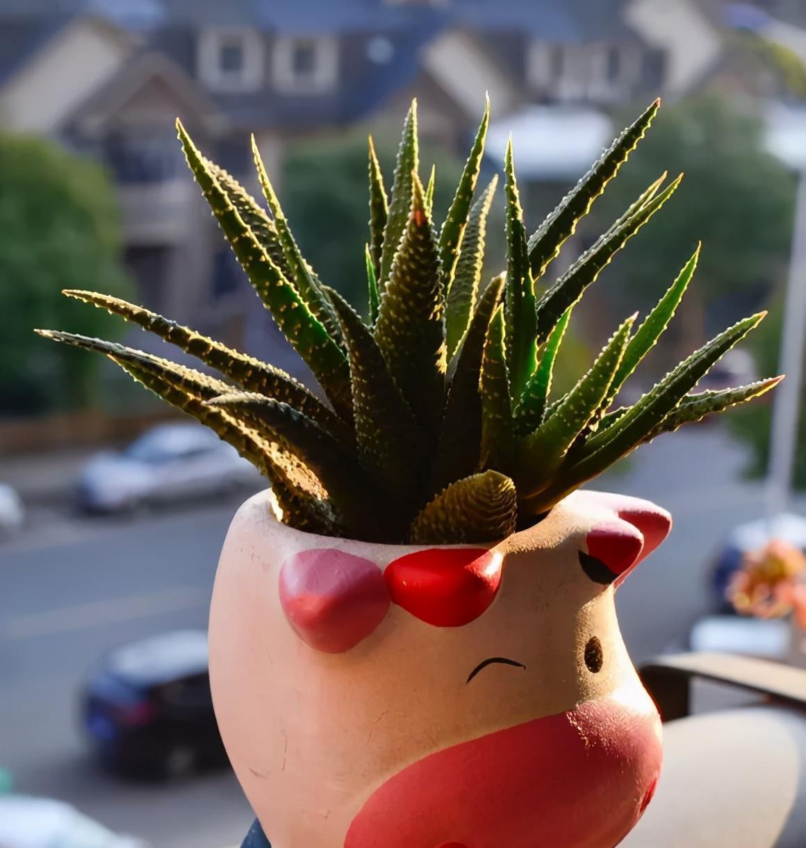 阴一点反而长得好的多肉,不要乱晒,晒一盆死一盆