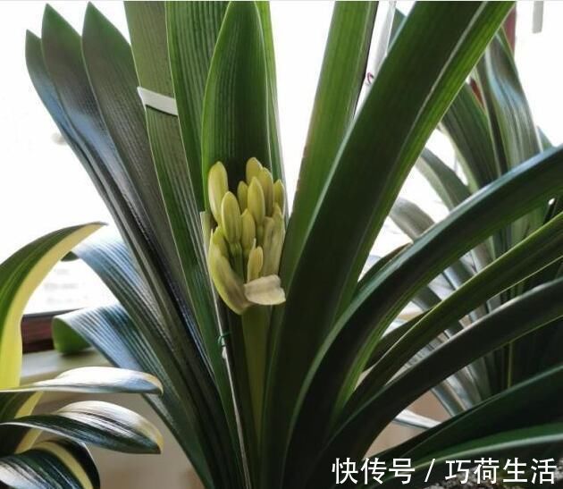 君兰|君子兰是多晒好,还是少晒好很多人弄反了,难怪黄叶不开花