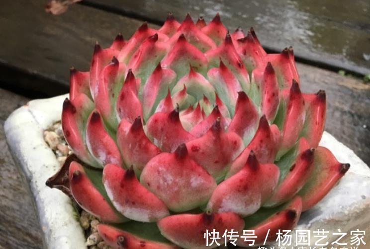 周正|宝藏多肉吉娃娃,有很多优点可以挖掘,夏天直接扔外面纯露养都行