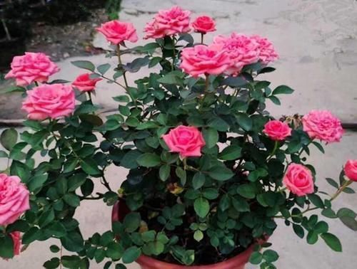 月季花|养了几十盆花,香味纯正、花开娇艳的就六种,一起见识一下吧