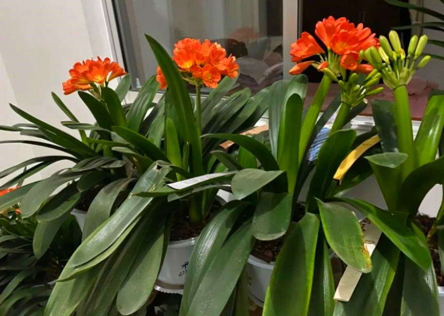 发育不良|君子兰催花有技巧,换盆会遇到什么问题,夹箭怎么处理