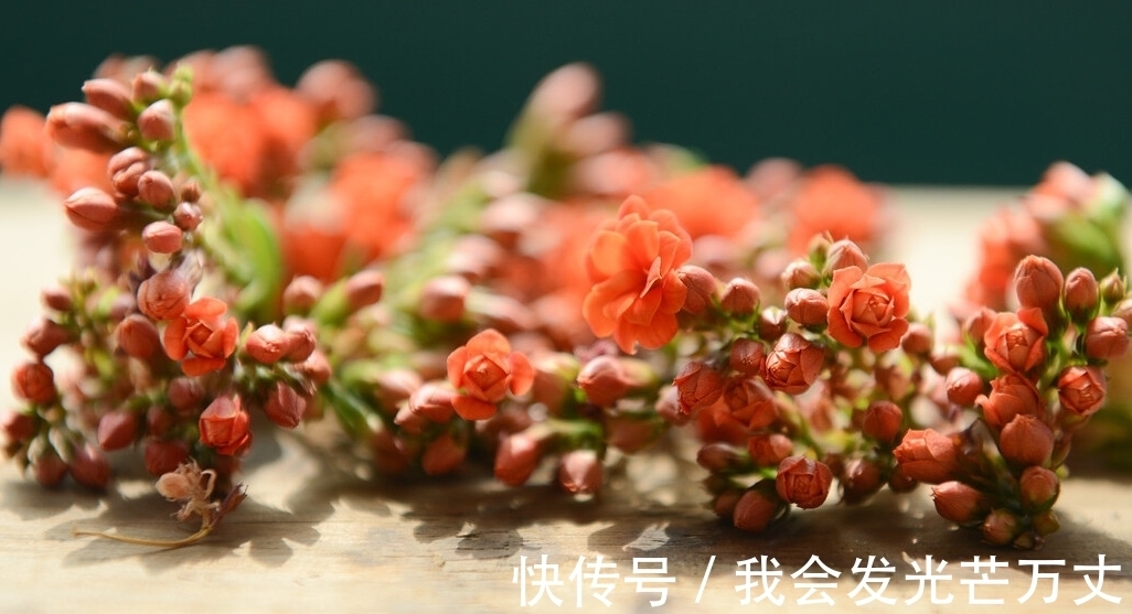 长寿花|长寿花没必要养太杂,老花友们基本都倾向于这些