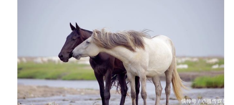 原因|成吉思汗军队战无不胜的原因探秘(三)骑兵的武器装备