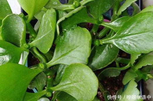 阳台上|3种“掐头花”，娇生惯养不成器，天天修理它，月月爆花球