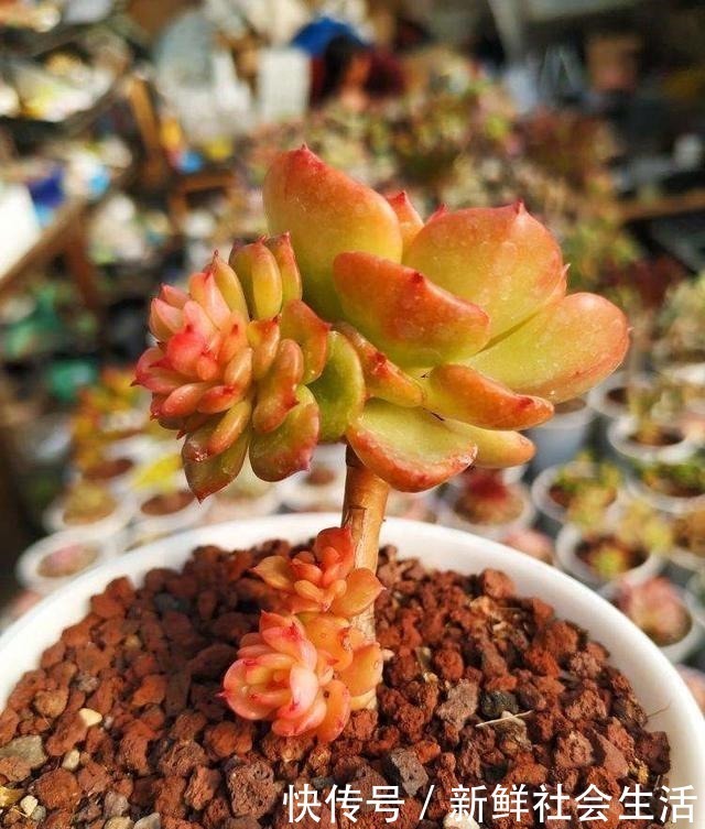 养多肉,就养这“6盆”,越长越肥,颜色越来越好看,太美了!