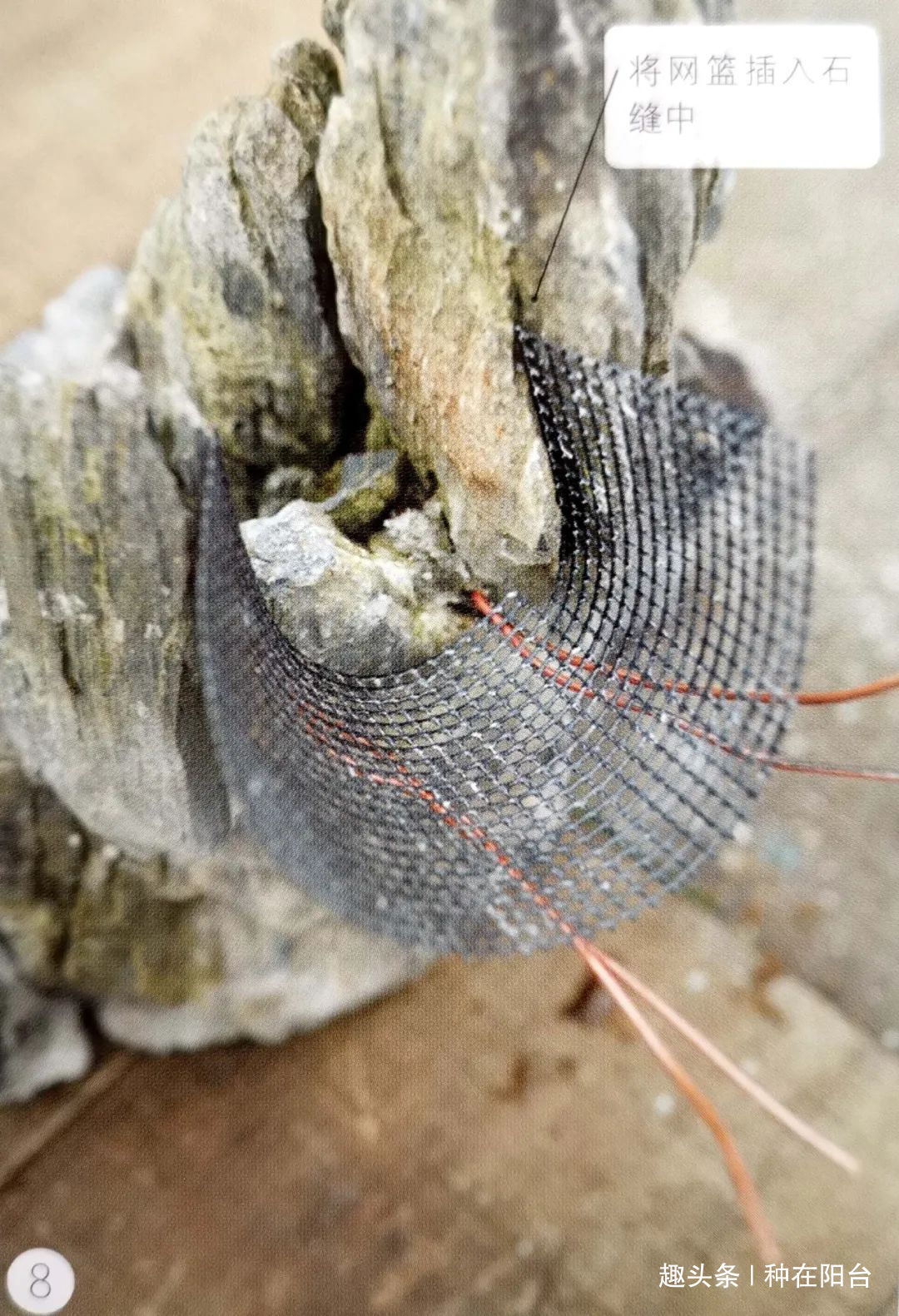 网篮|山水盆景不是非“水”不可,看山石与树木如何演绎一道山水盆景!