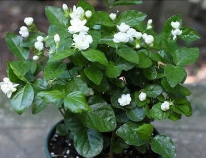 几种花超爱开花,清香怡人,连年开花,满室生香,花开美观又大气