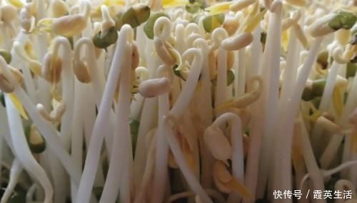生豆芽|豆芽不用出门买，教你在家发，4天就能吃，又粗又壮好吃更安全