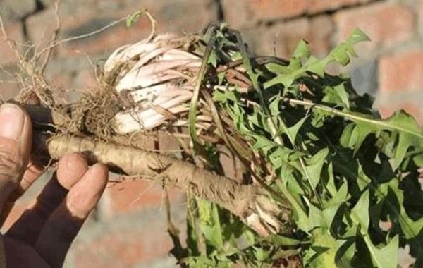 蒲公英水|蒲公英泡水和煮水哪个好这地方长的蒲公英不能吃,别傻傻不知!