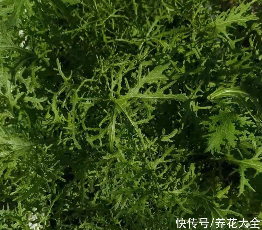 雪里红味道好，雪菜、梅干菜都是它，赶紧在家种几棵