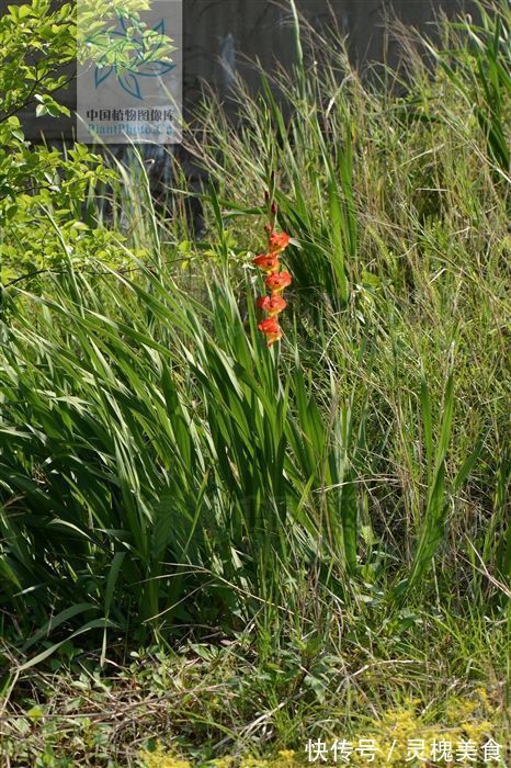 止痛|搜山黄，见过吗解毒散瘀，消肿止痛用于跌打损伤，咽喉肿痛