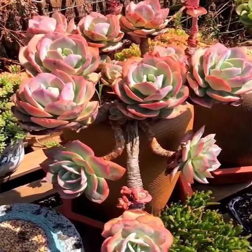 透气性|给多肉植物挑选花盆千万不要只看外表!材质大小选不对,容易黑腐烂根没状态