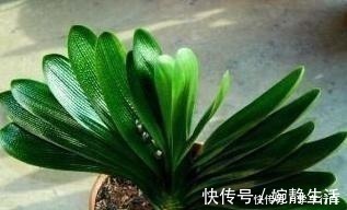 啤酒|别给君子兰用啤酒了,用它才最“靠谱”的,叶片宽大油绿又整齐!