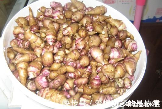 姜不辣|本是入侵物种,却成了“救荒粮”,种1次管10年,现在被嫌弃