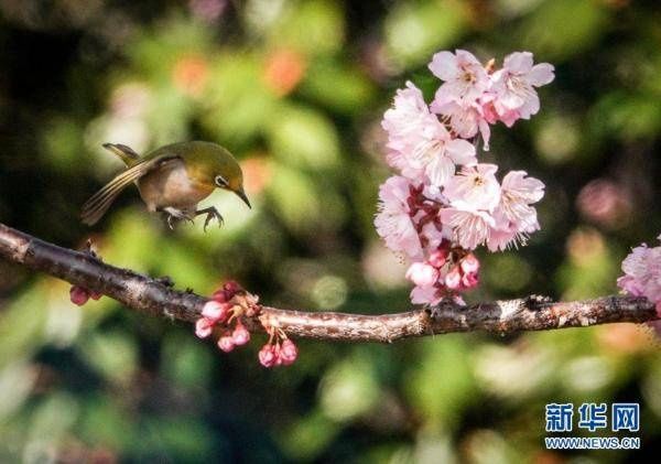 老年|鸟语花香春色美[组图]
