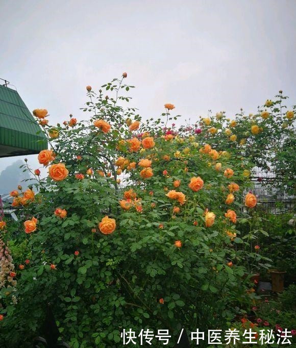 家庭月季花“剪枝”有窍门,定期修剪枝条,开花才会越开越多!