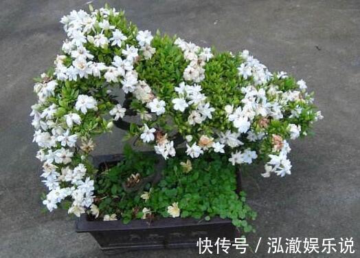 老桩|养栀子花,几个“小技巧”,三年养成树,开花满枝,芳香又美丽!