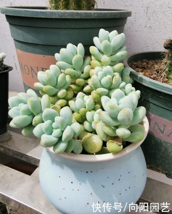 网上买多肉，什么是好多肉？买多肉不能只挑颜色，桩子也很重要