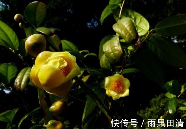 这种花卉，被誉为“植物黄金”，香气浓郁，晒干后可泡茶煮汤