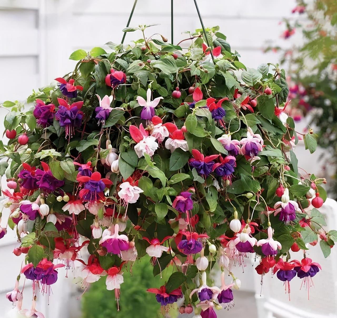 春天买花要谨慎，4种花“夏必死”，新手绕开走，别白花钱