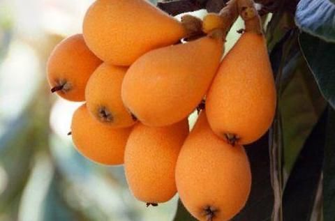 枇杷|人到中年,7月夏天坚持常吃的食物,排毒消脂,肌肤水嫩又细腻